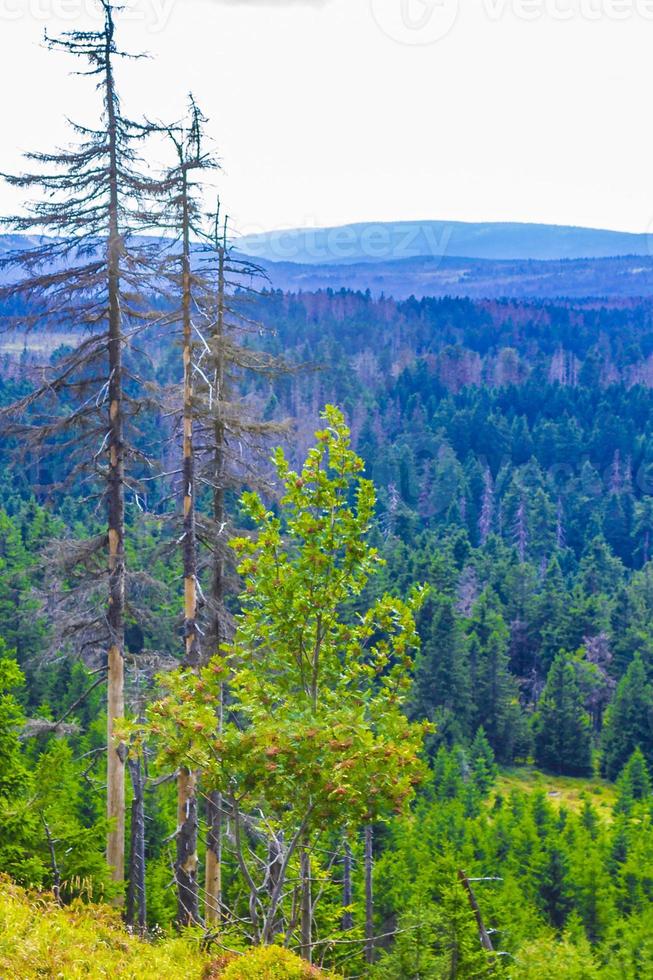 Forest with dead fir trees Brocken mountain peak Harz Germany photo