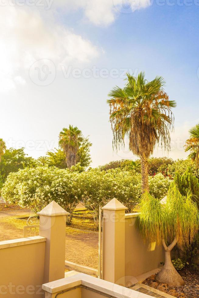 Palms coconut trees sunrise Canary Spanish island Tenerife Africa. photo