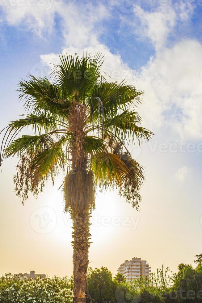 Palms coconut trees sunrise Canary Spanish island Tenerife Africa. photo