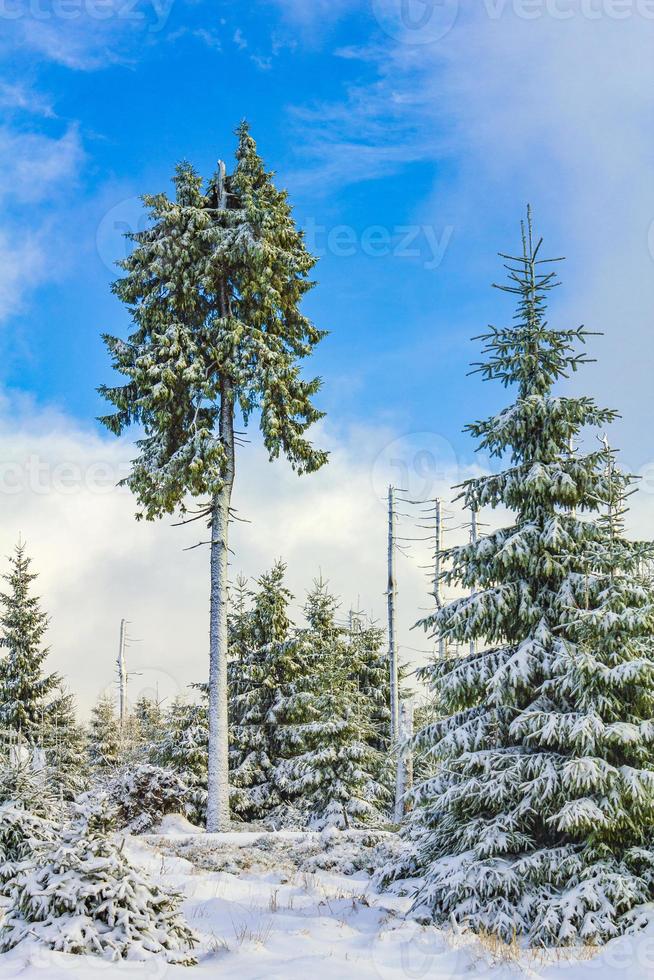 Snowed in icy fir trees landscape Brocken mountain Harz Germany photo