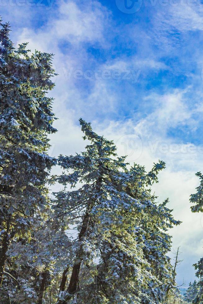 Sol entre nevado en abetos helados Brocken Harz Alemania foto