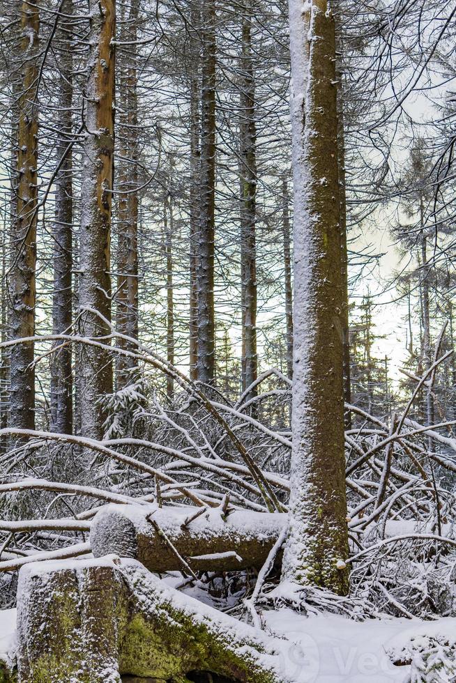 Sunshine between snowed in icy fir trees Brocken Harz Germany photo