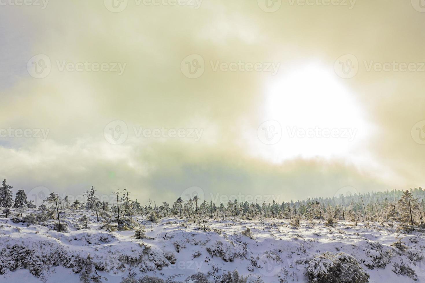 Sunshine on snowed in icy fir trees Brocken Harz Germany photo