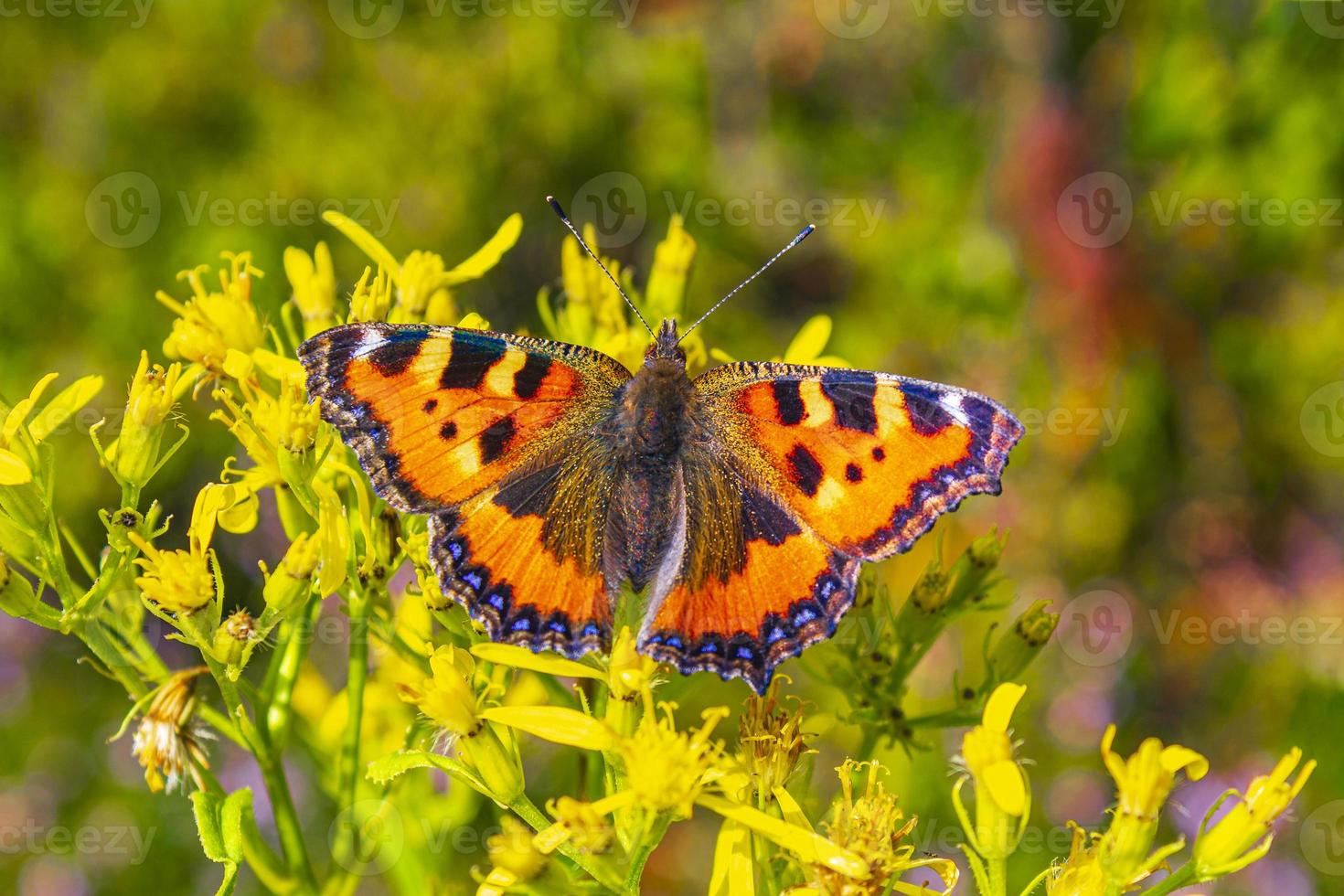 Orange butterfly Small Fox Tortoiseshell Aglais urticae yellow flowers photo