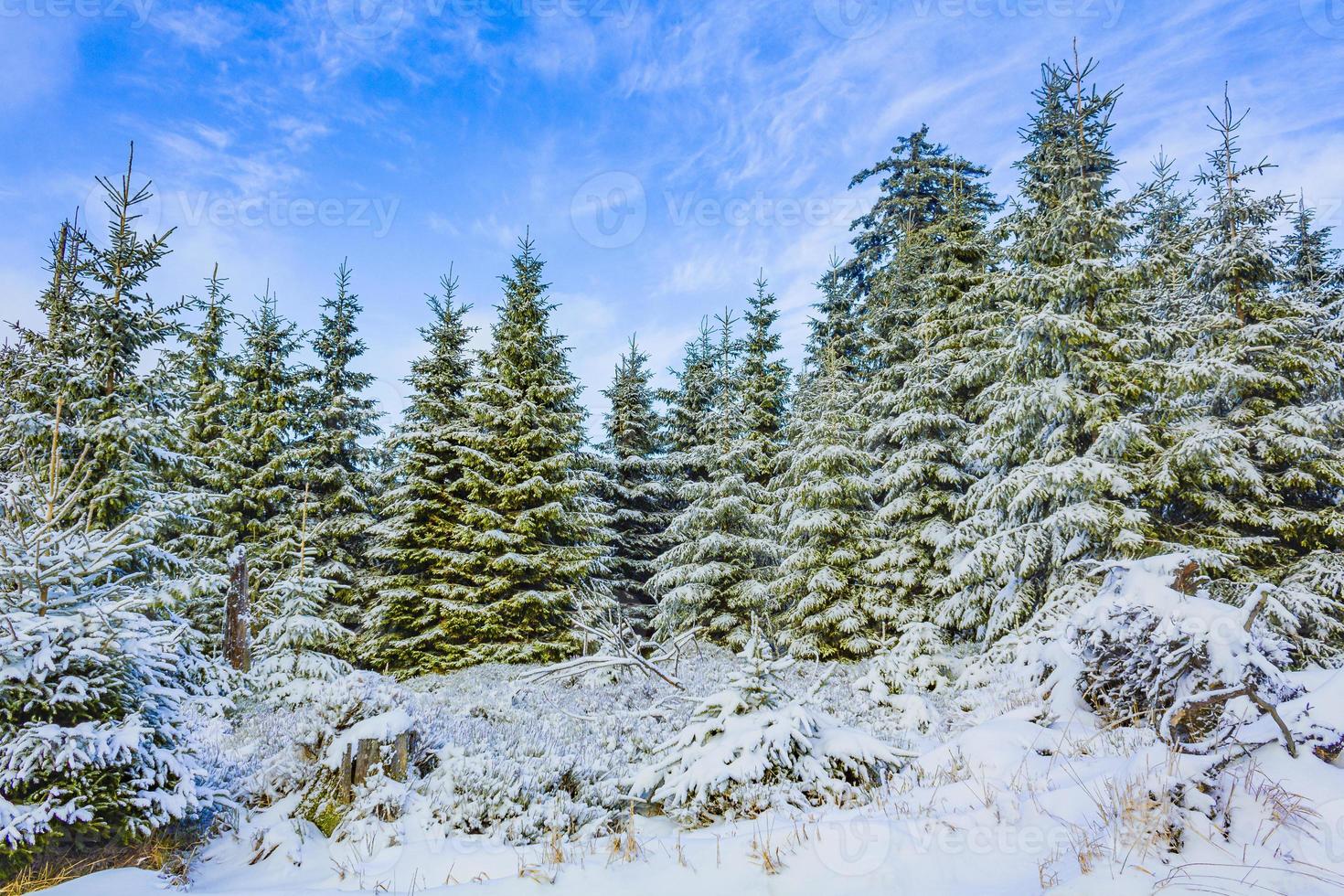 nevado en el paisaje de abetos helados brocken mountain harz alemania foto