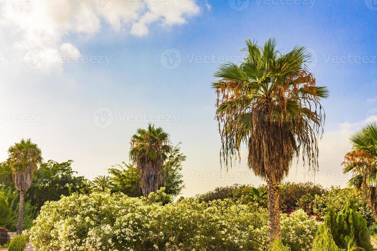 Palms coconut trees sunrise Canary Spanish island Tenerife Africa. photo