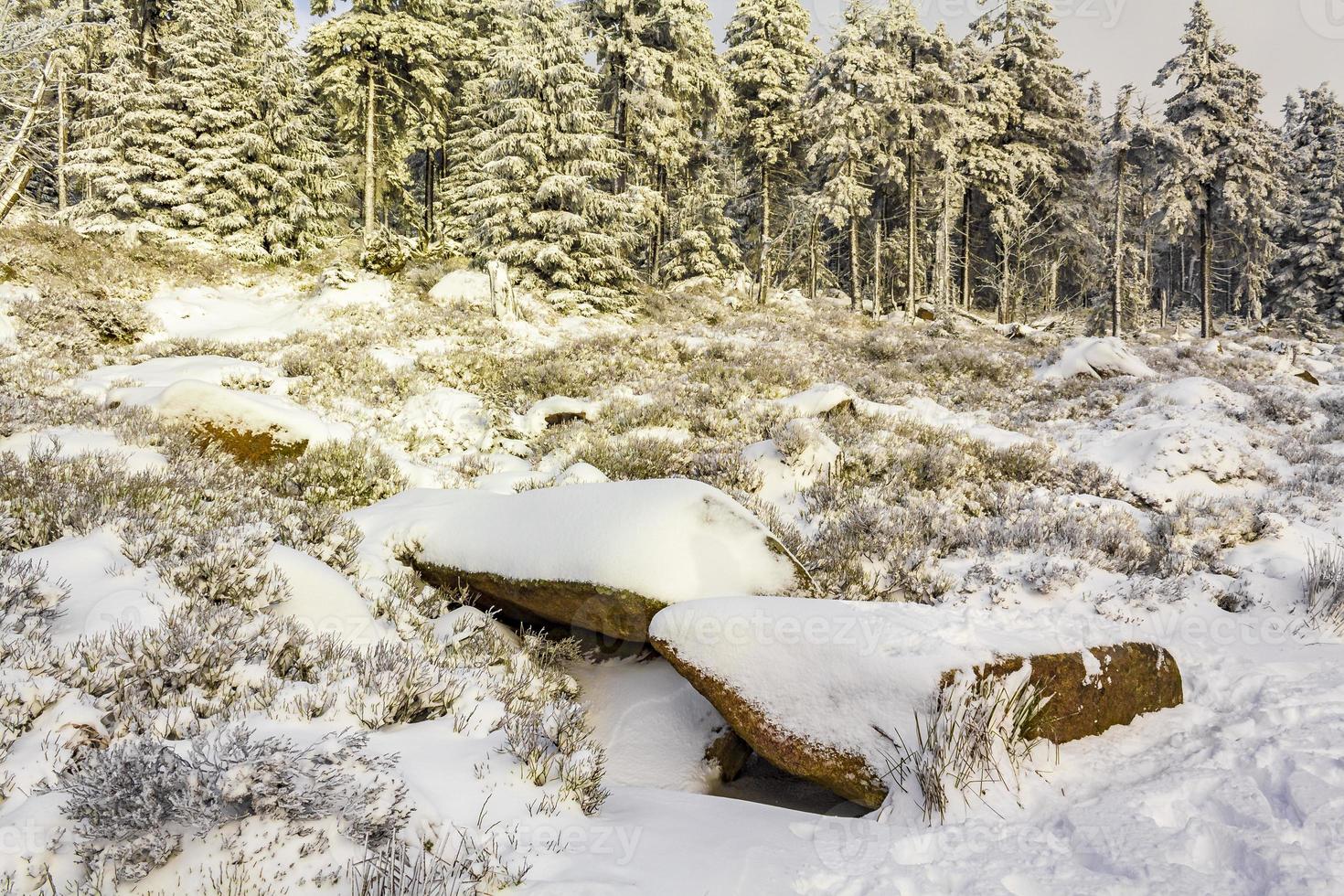 Snowed in icy fir trees landscape Brocken mountain Harz Germany photo