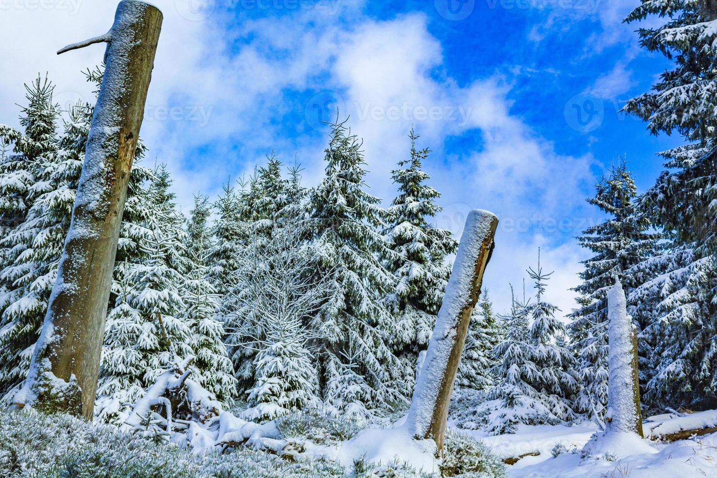 Snowed in icy fir trees landscape Brocken mountain Harz Germany photo