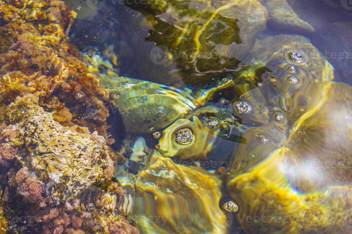 Sea urchin corals under water coastal landscapes Kos Island Greece. photo