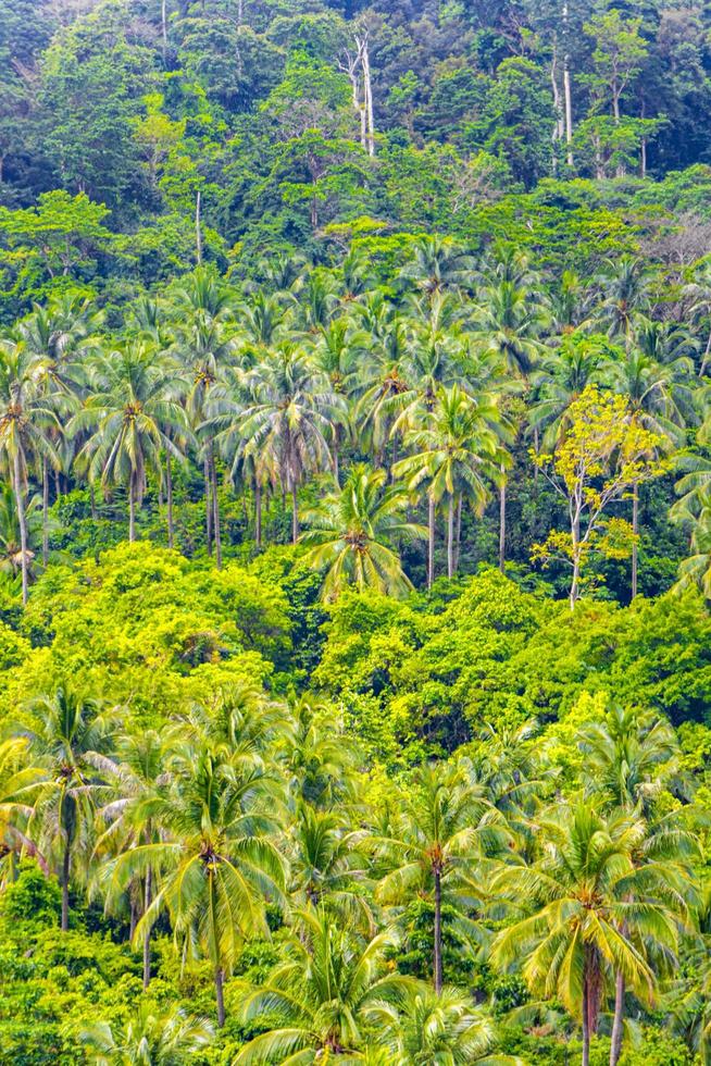 bosque de la selva tropical con palmeras en koh samui, tailandia. foto