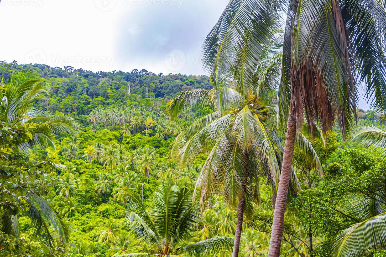 bosque de la selva tropical con palmeras en koh samui, tailandia. foto