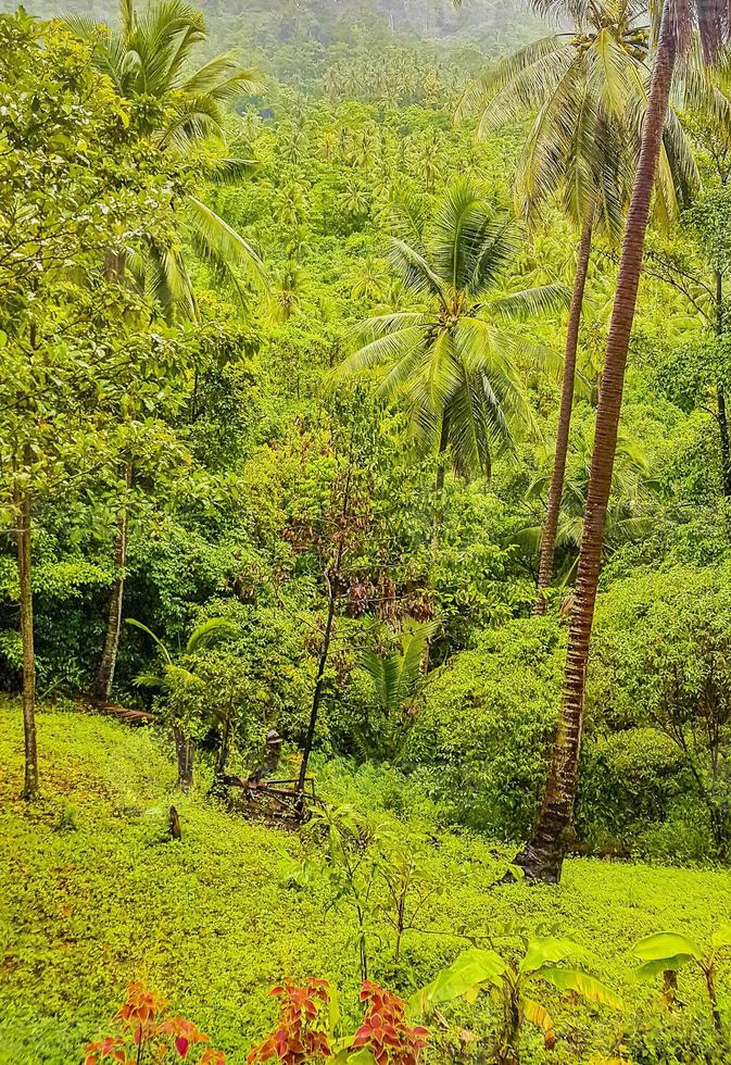 bosque de la selva tropical con palmeras en koh samui, tailandia. foto