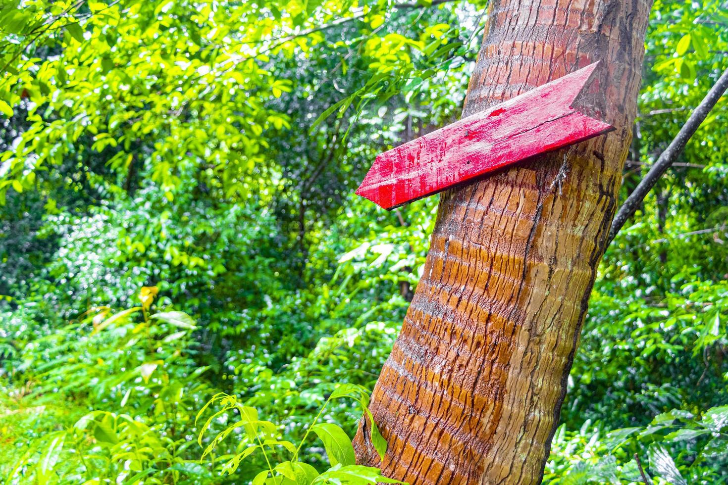 señal de dirección roja a la selva tropical Koh Samui Tailandia. foto