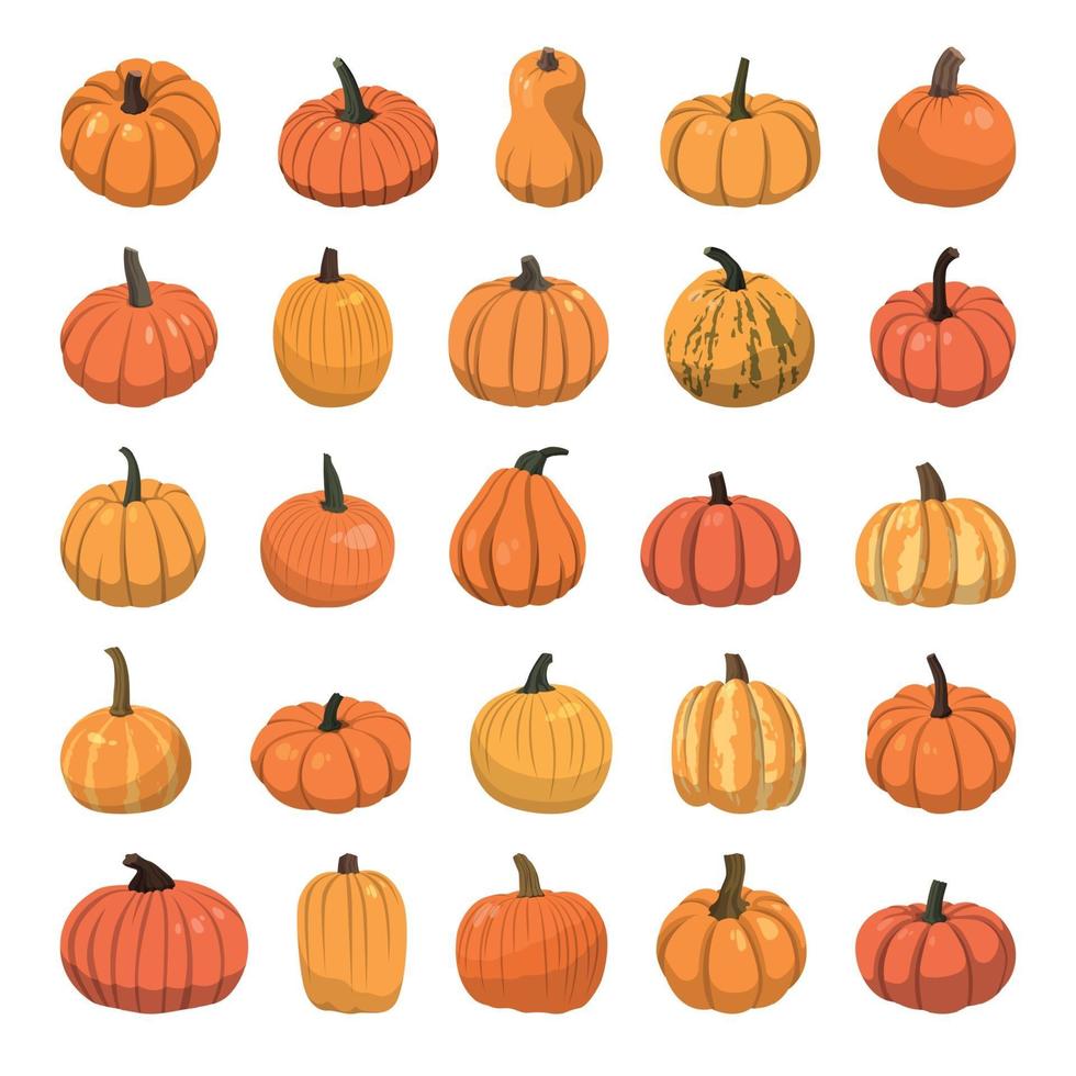 Set of realistic big orange pumpkins on white background - Vector