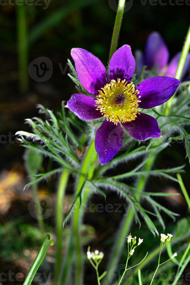 Opened lumbago, dream-grass,  Anemone patens, is a perennial plant photo