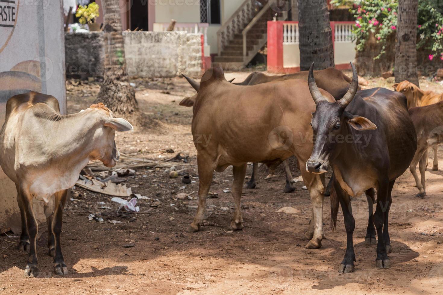 Holy cows in Agonda Beach, Goa, India photo