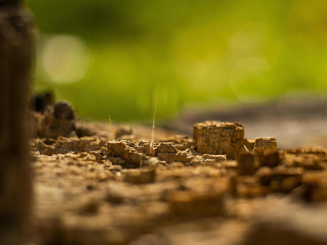 macro shot of a wooden stump on a beautiful green blurred background photo