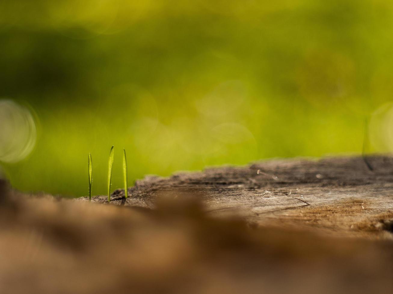 Closeup young grass sprouts on a dry wooden stump photo