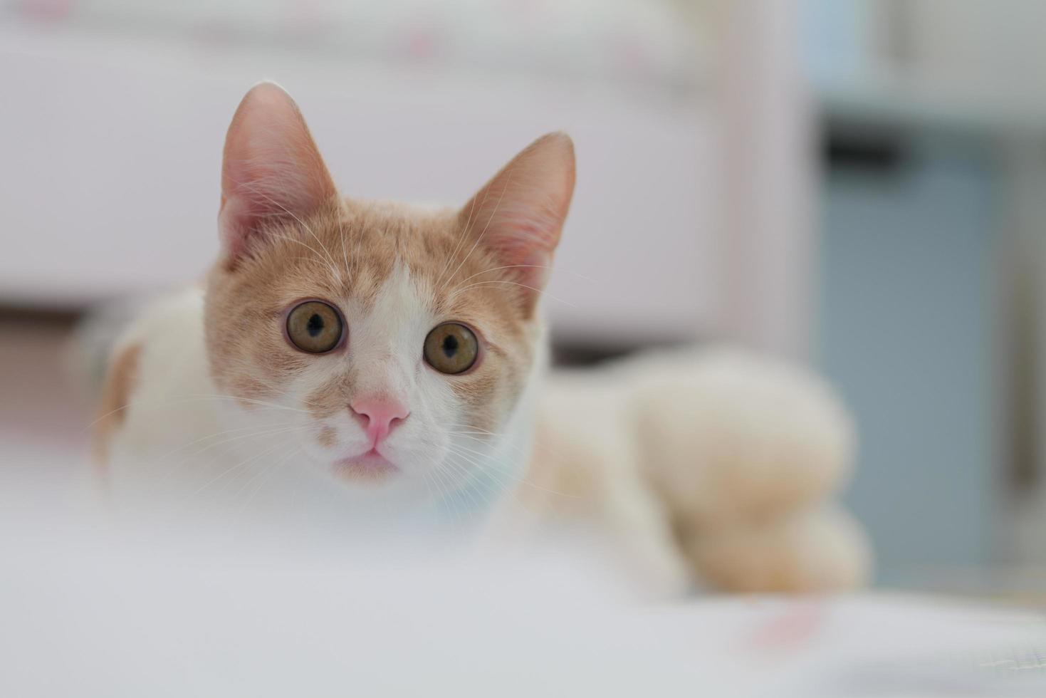 junior kitten in red and white color. Pet and young kittens photo