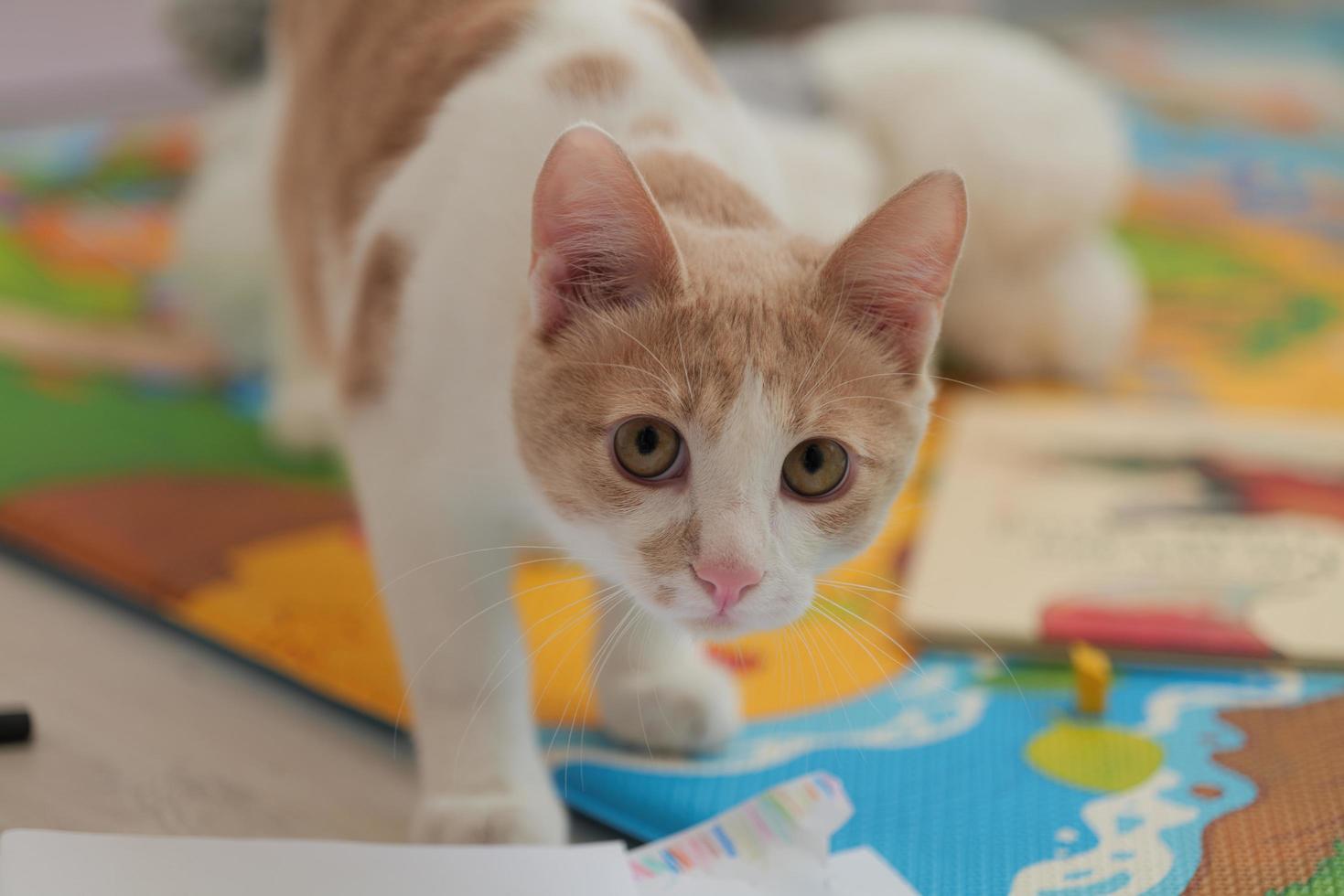 junior kitten in red and white color. Young cute little ginger kitten photo