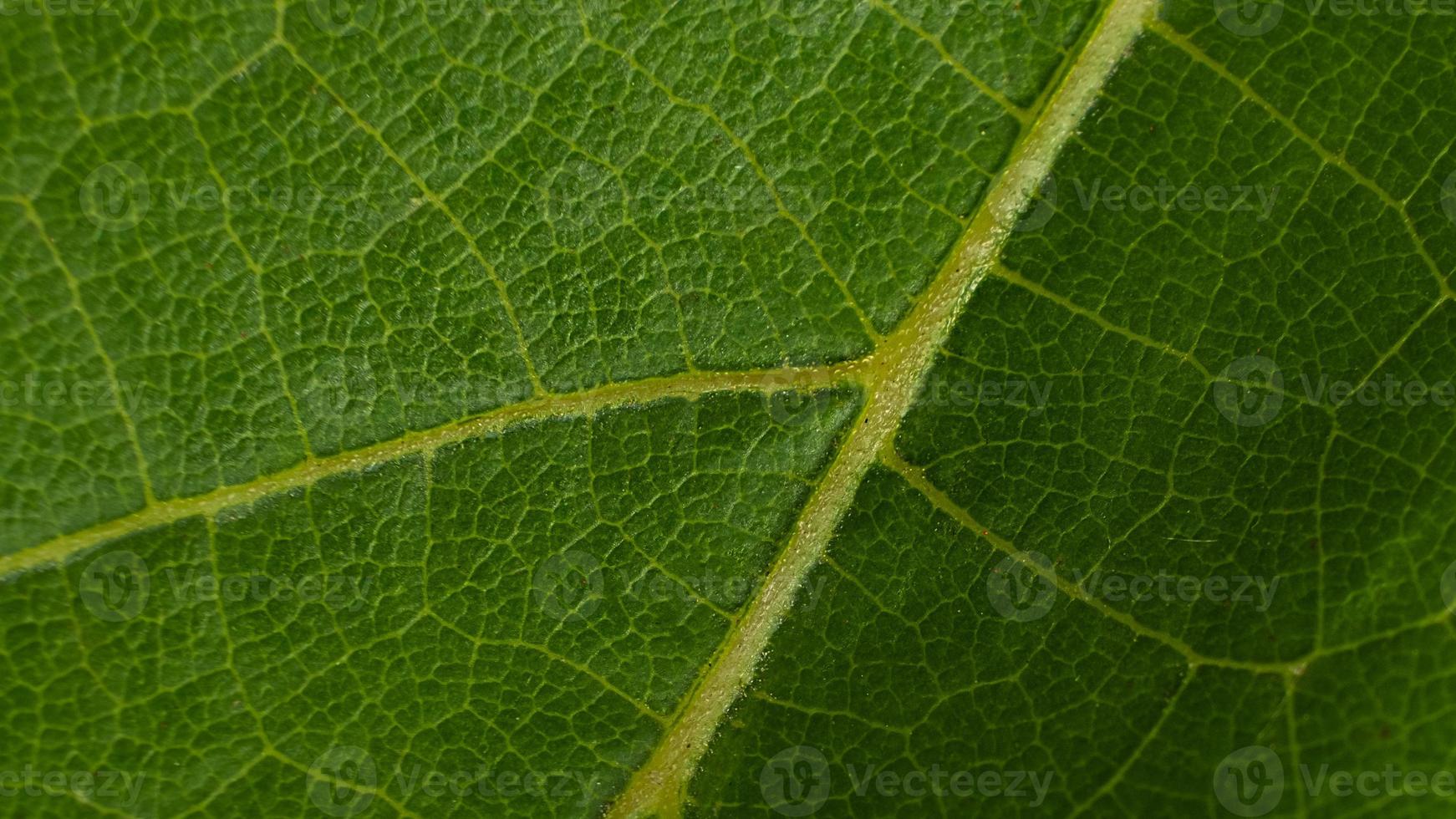 grape leaf macro texture green background photo