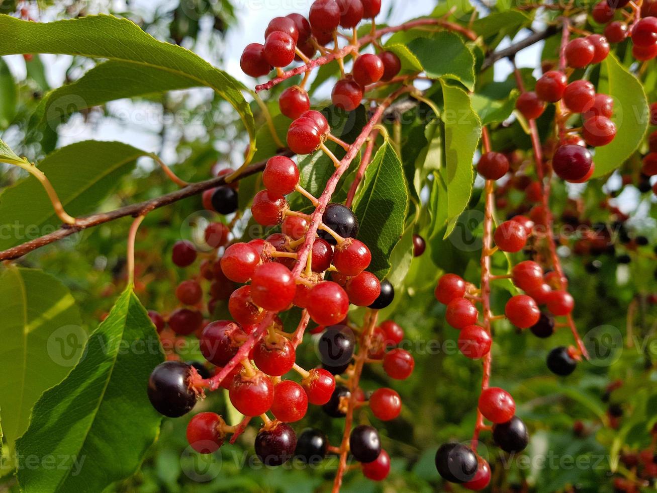 rojo cereza madura prunus serotina foto