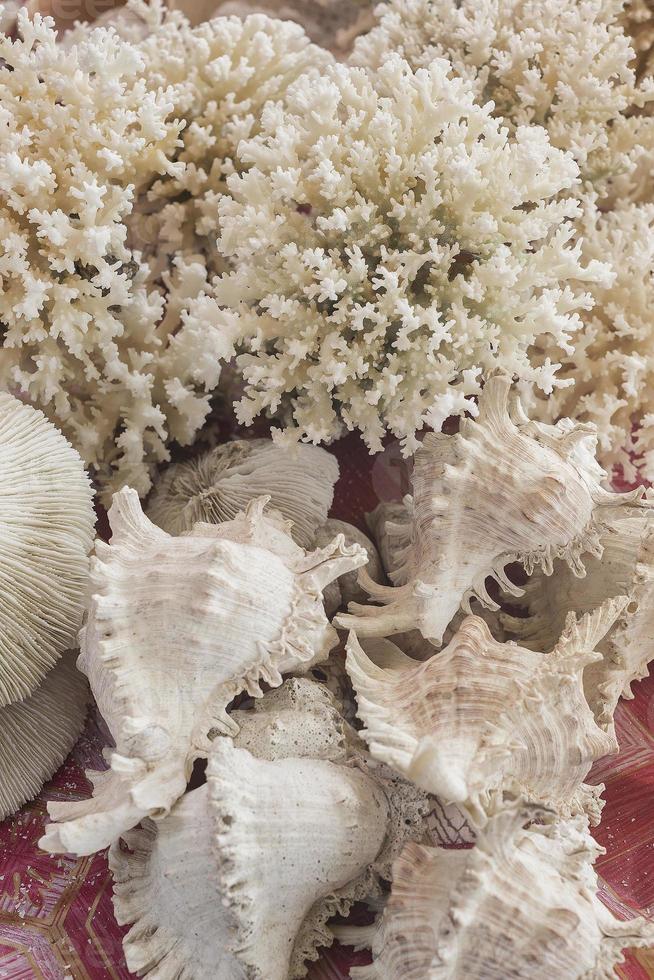 Souvenirs de coral blanco y conchas marinas en el mercado foto