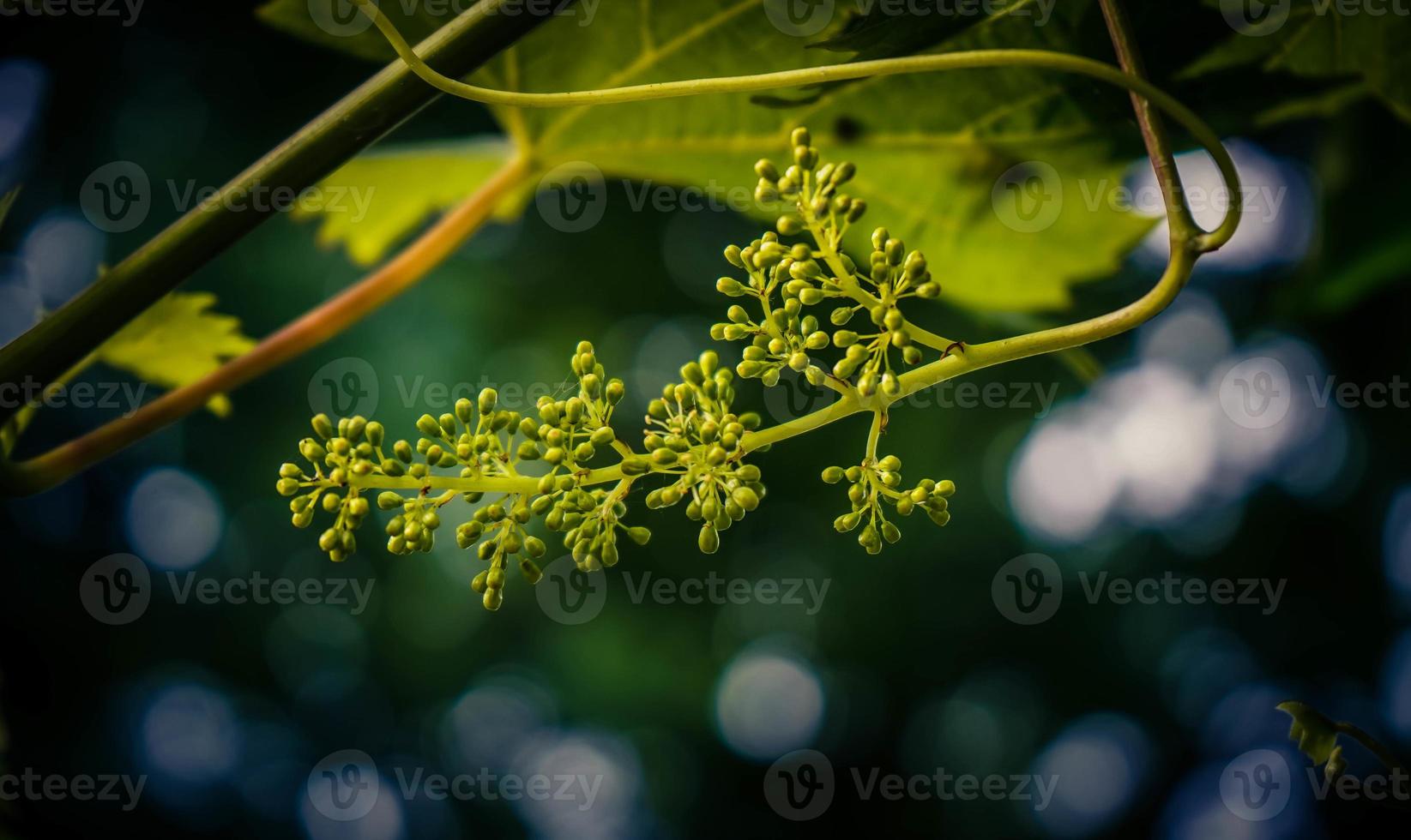 White wine grapes and leaves photo