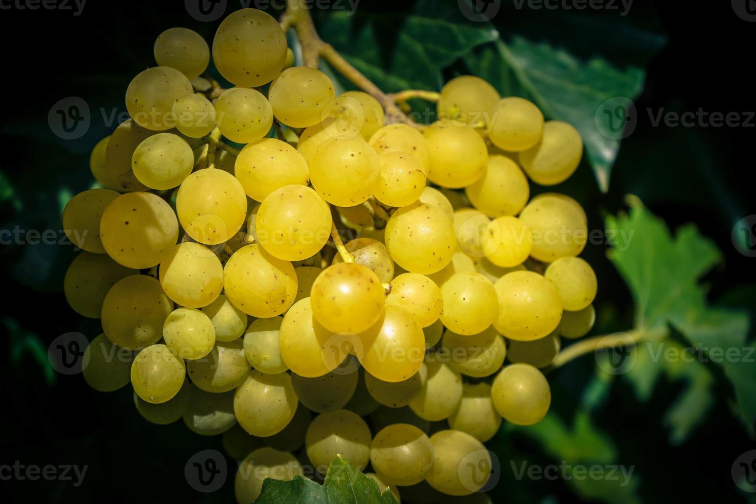 uvas de vino blanco y hojas foto