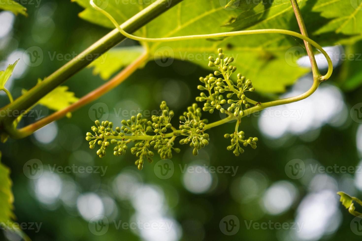 uvas de vino blanco y hojas foto