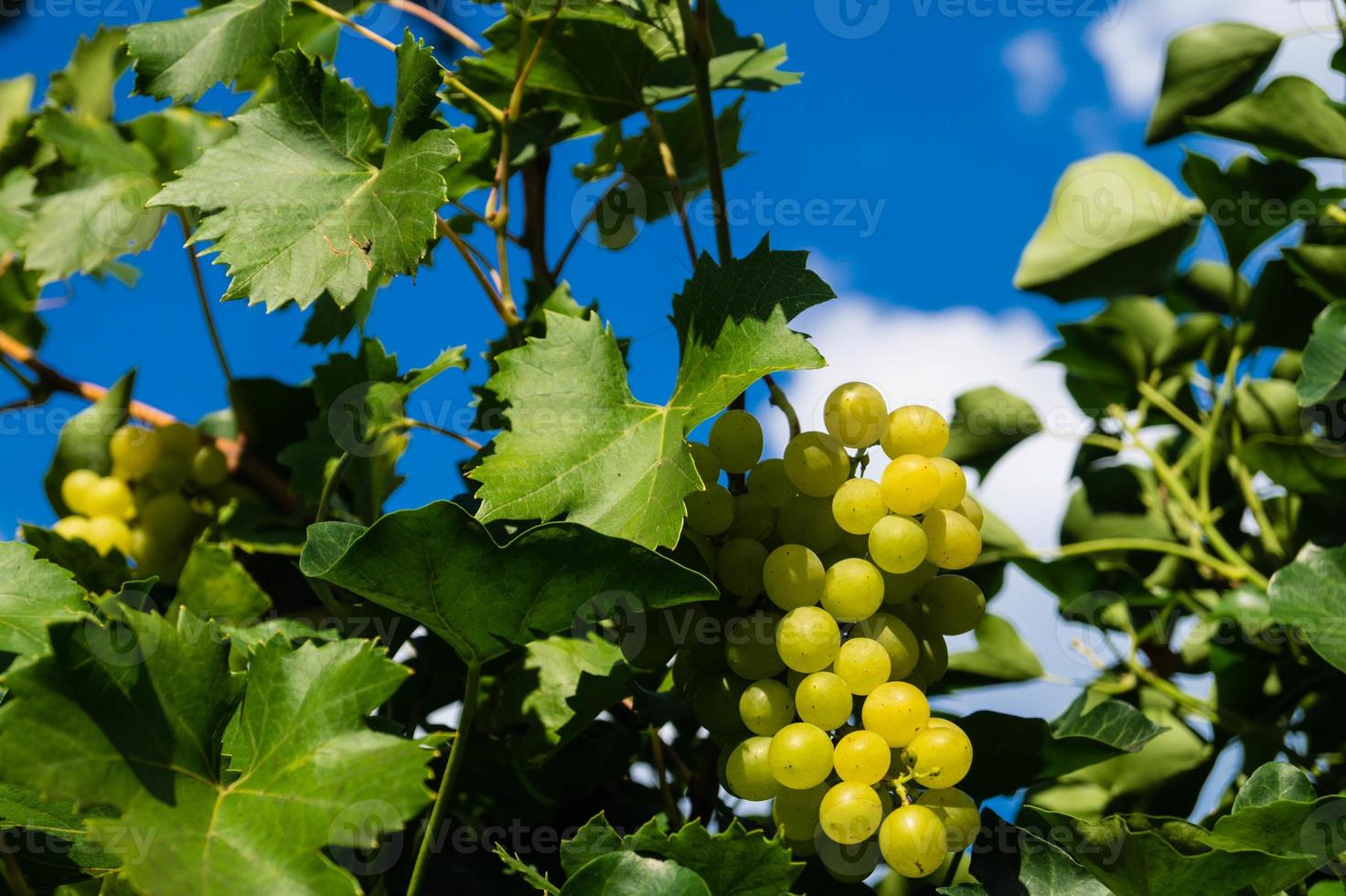 uvas de vino blanco y hojas foto