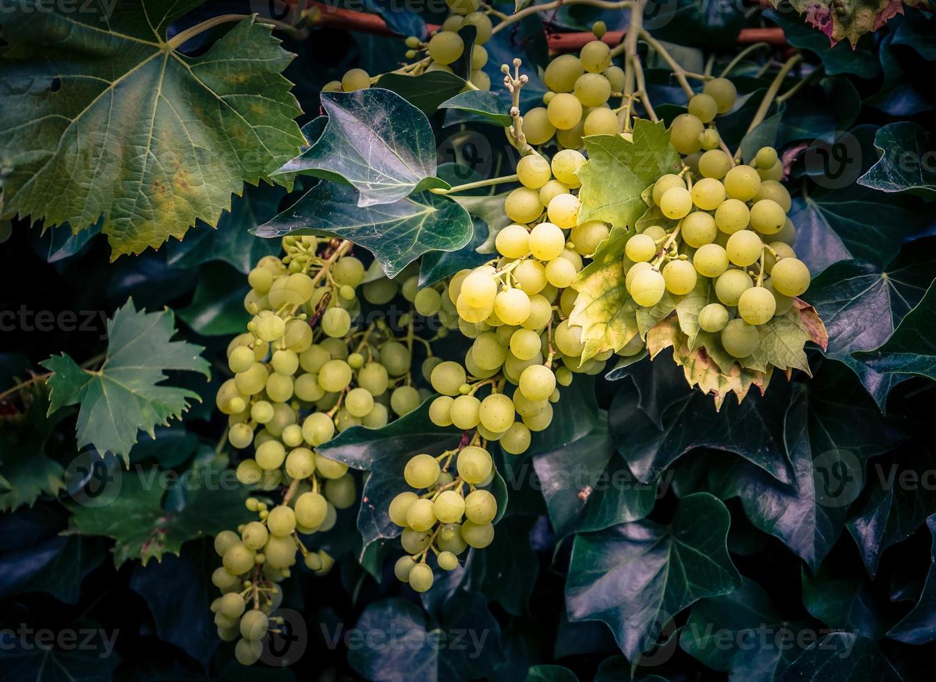 uvas de vino blanco y hojas foto