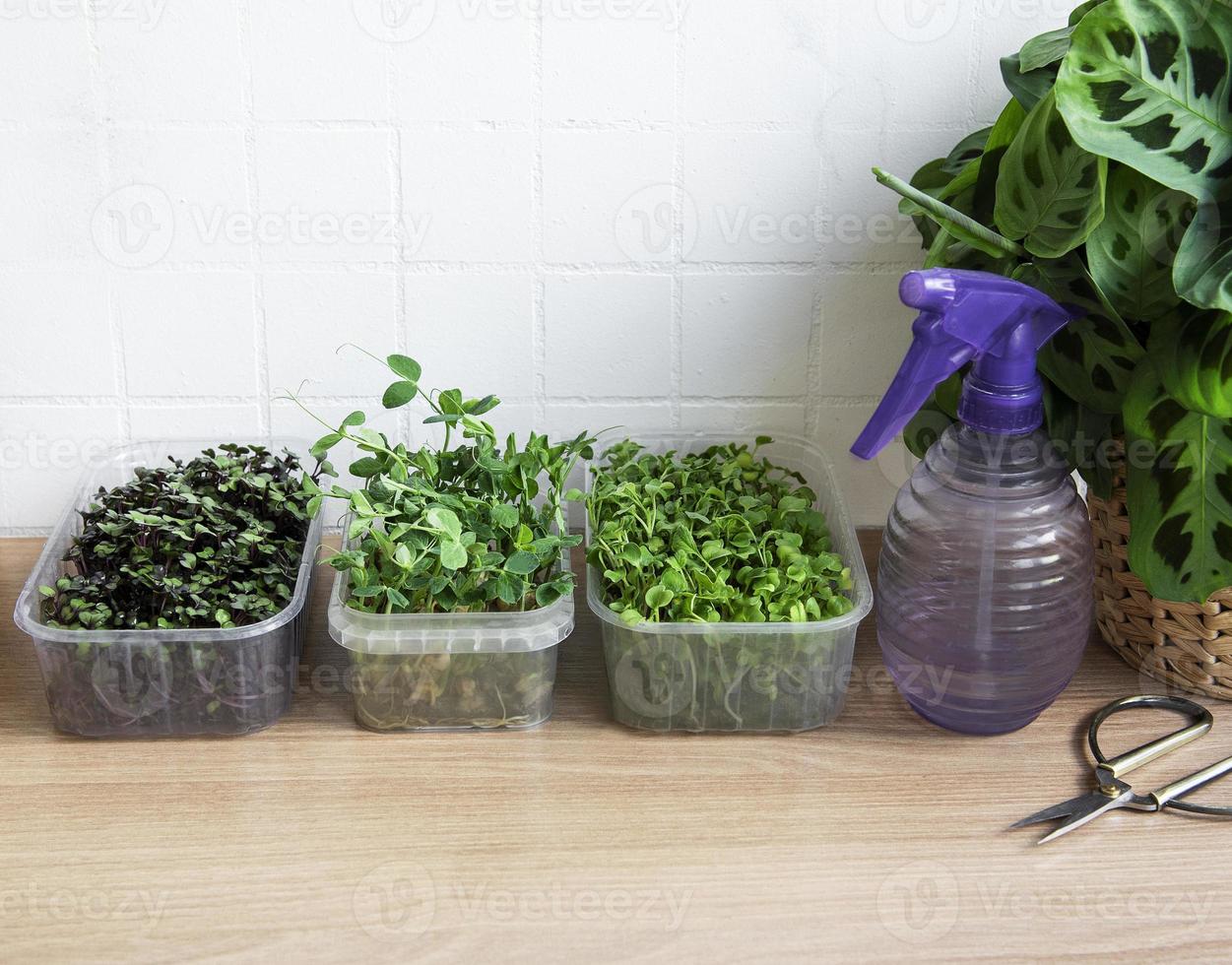 Assortment of micro greens on wooden table photo