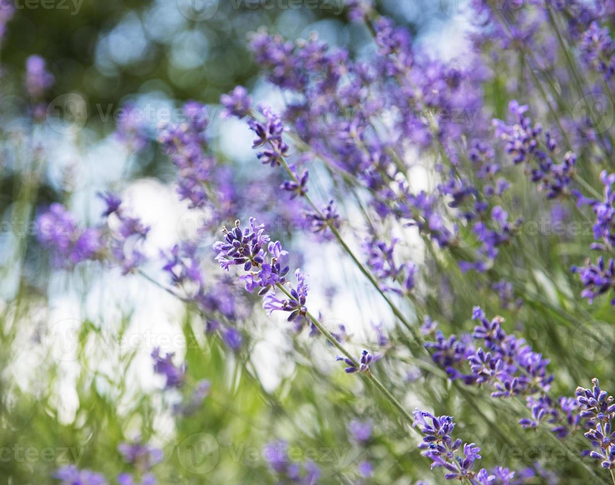 flores de lavanda púrpura natural foto