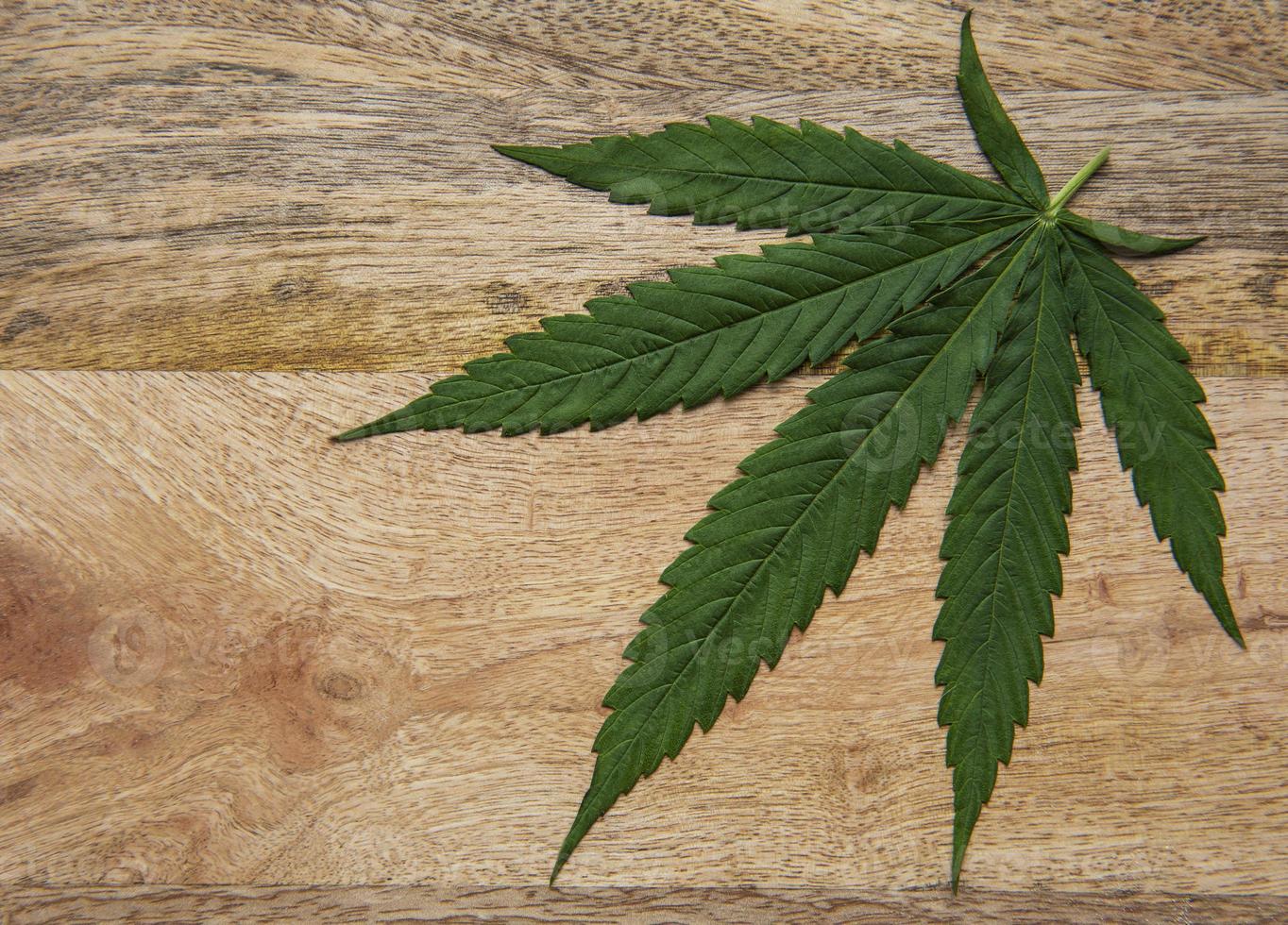 Green cannabis leaves on wooden background. photo