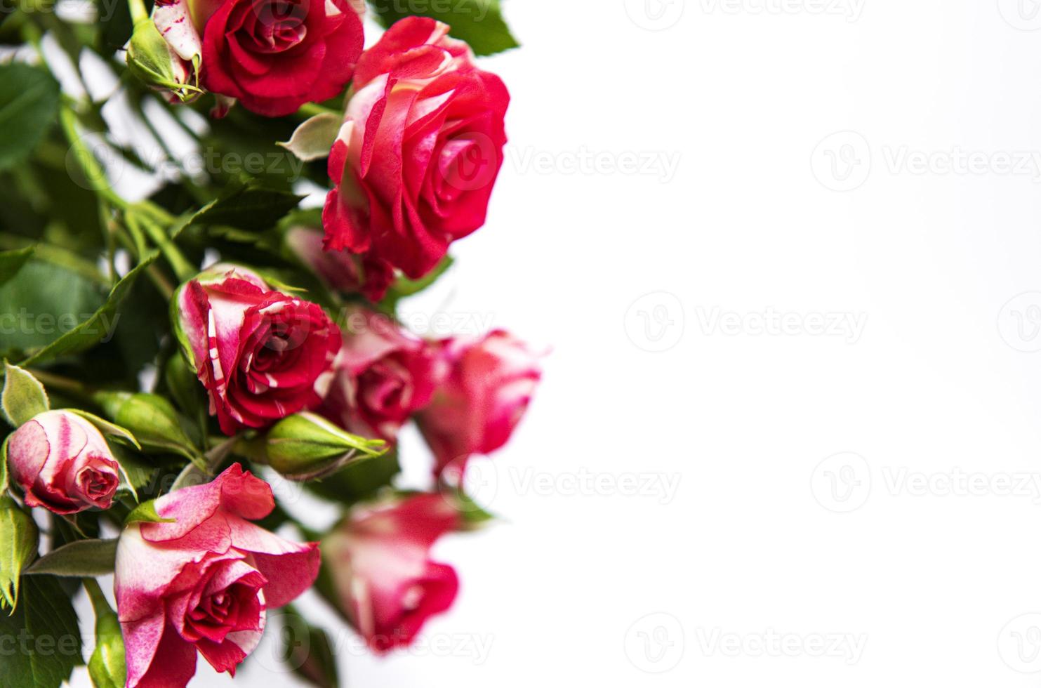 Red roses on white photo