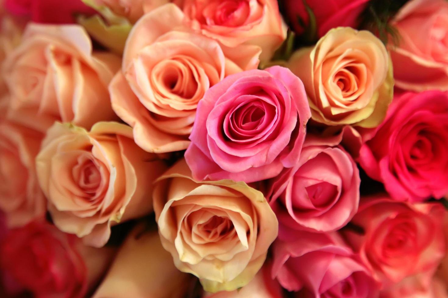 Pink and yellow roses closeup photo