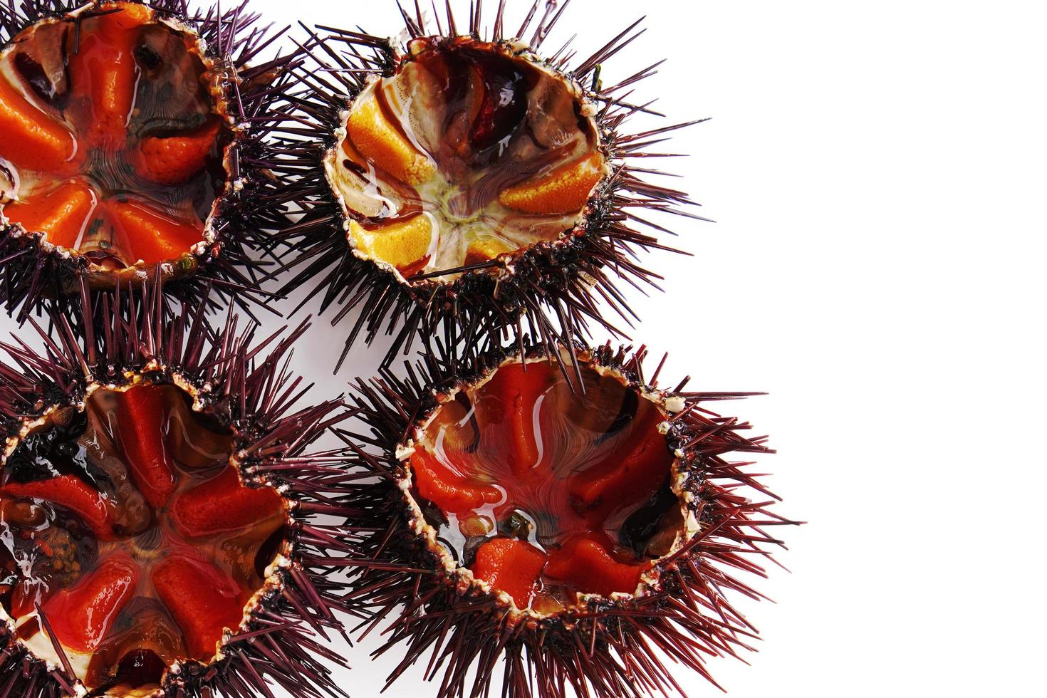 Species of sea urchin, purple sea urchin photo