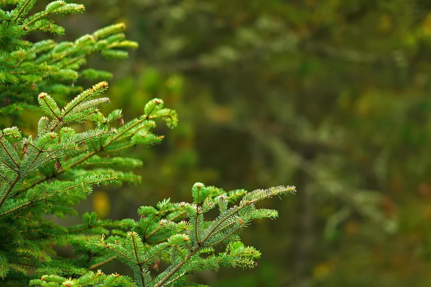 Pine branches on blurred bokeh background photo