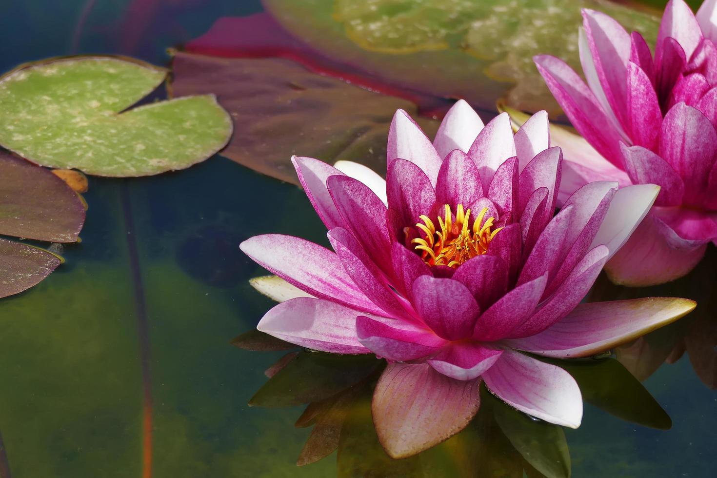 Beautiful lotus background photo