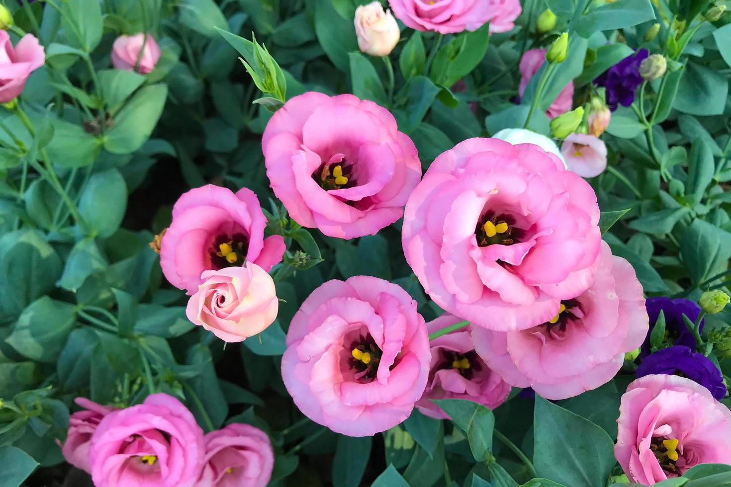 Flowers blooming in the garden in the morning photo