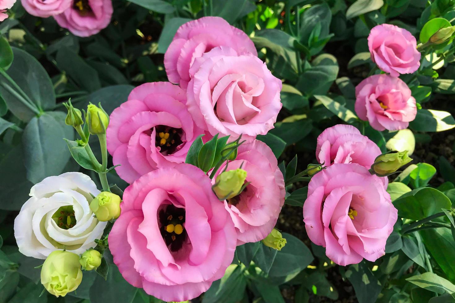 Flowers blooming in the garden in the morning photo