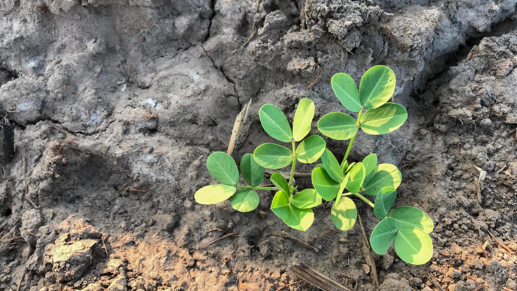 Peanuts are growing in the garden in the morning photo