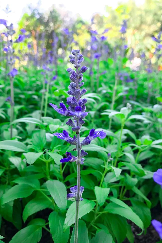 Flowers blooming in the garden in the morning photo