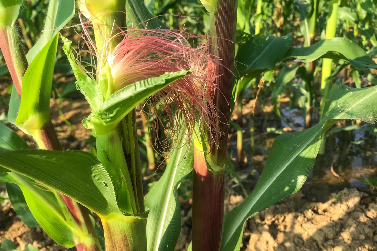 mazorca de maíz en una plantación de maíz. enfoque principal foto