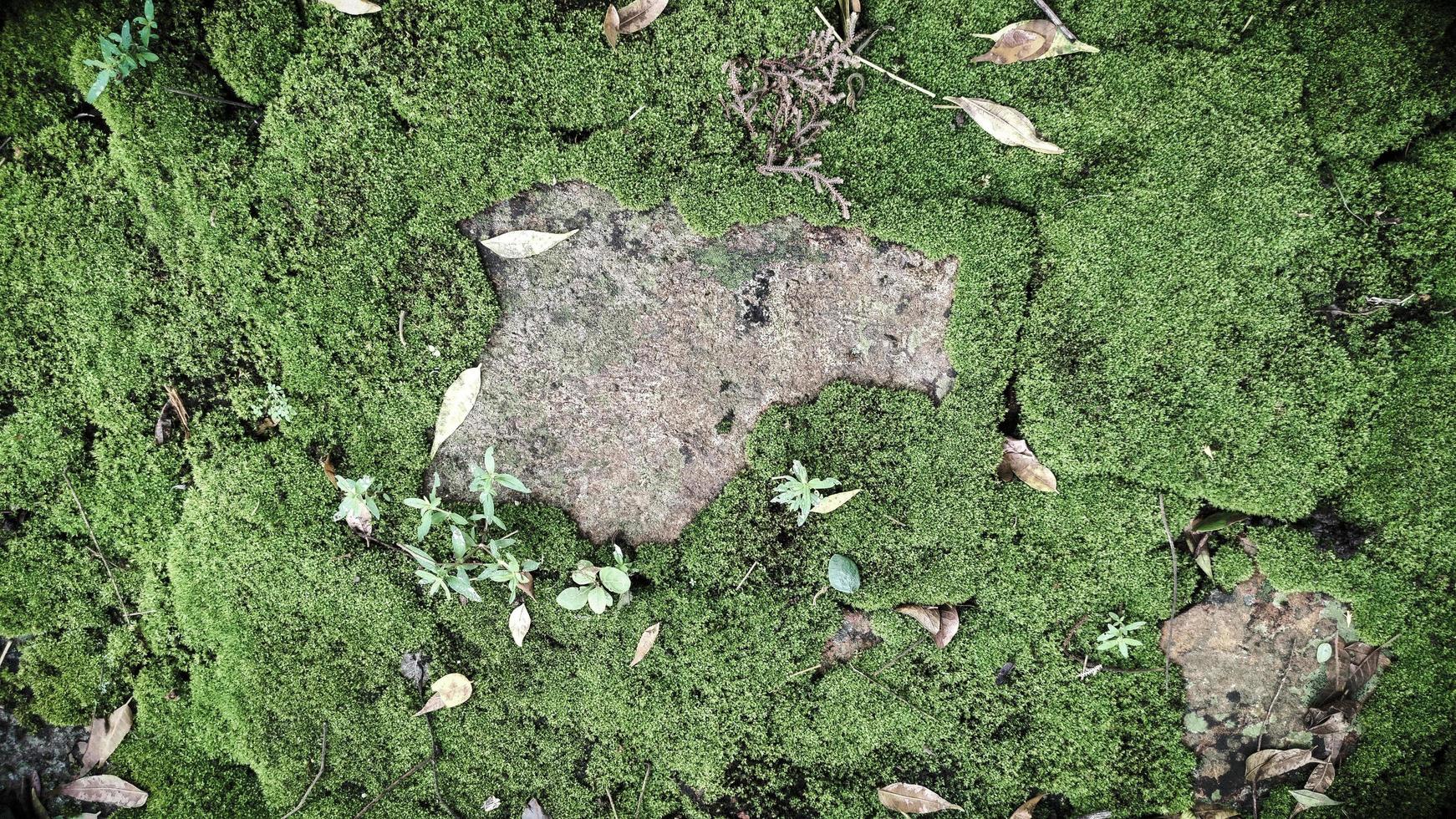 Textura de ladrillo antiguo con musgo verde foto