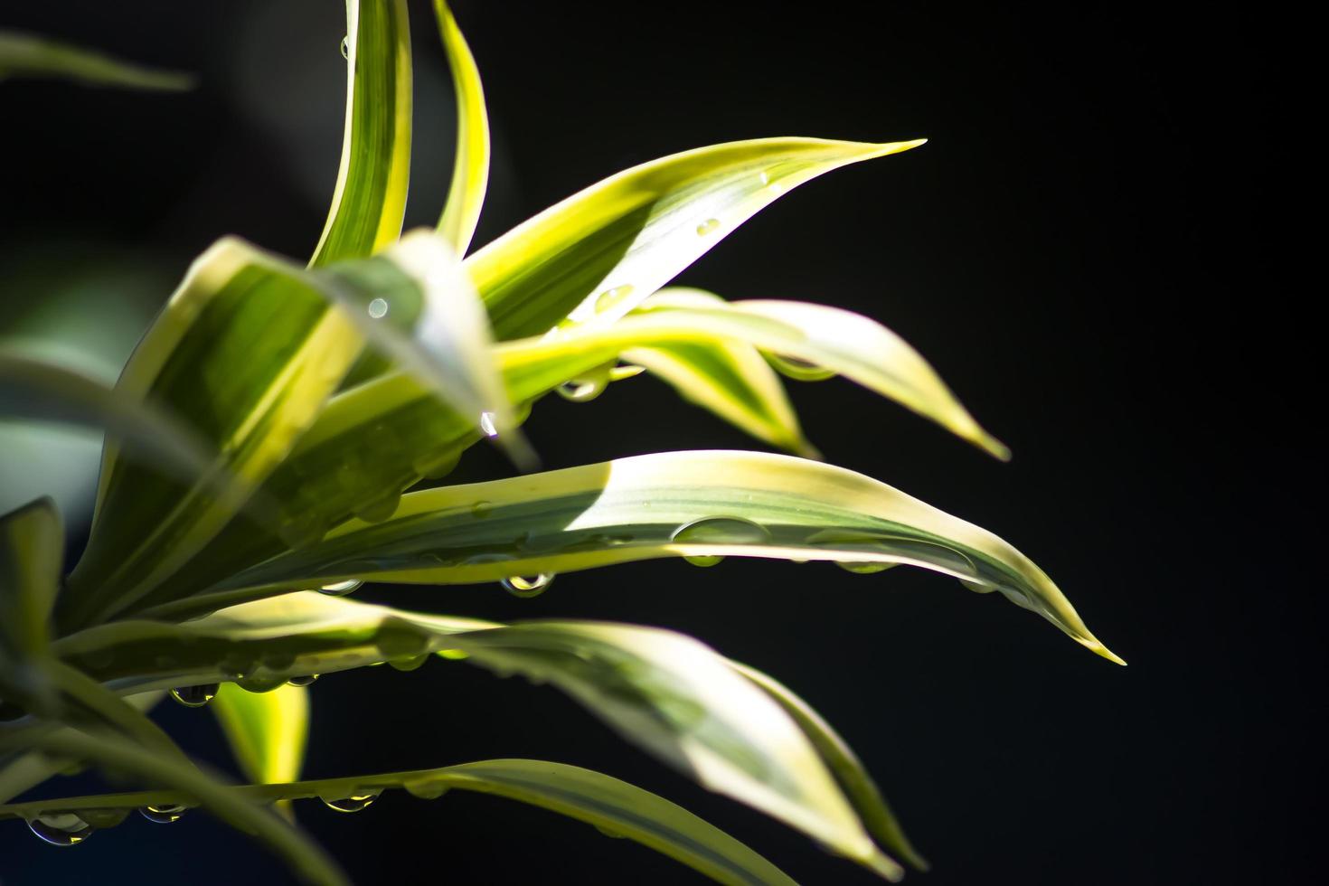 la planta de aglaonema conocida como árbol de hoja perenne chino foto