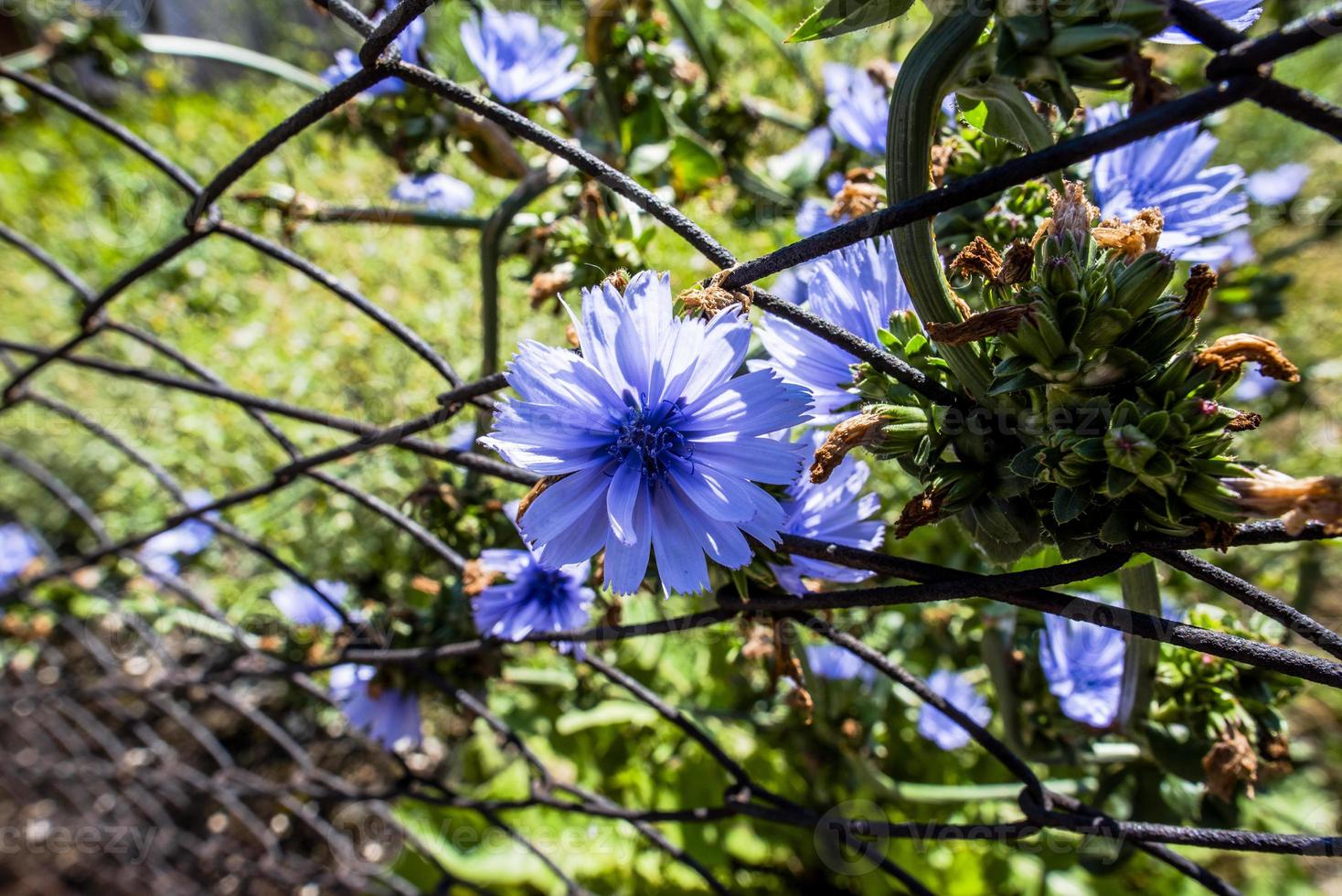 Cerca de Cichorium endivia en San Martino di Castrozza, Trento, Italia foto