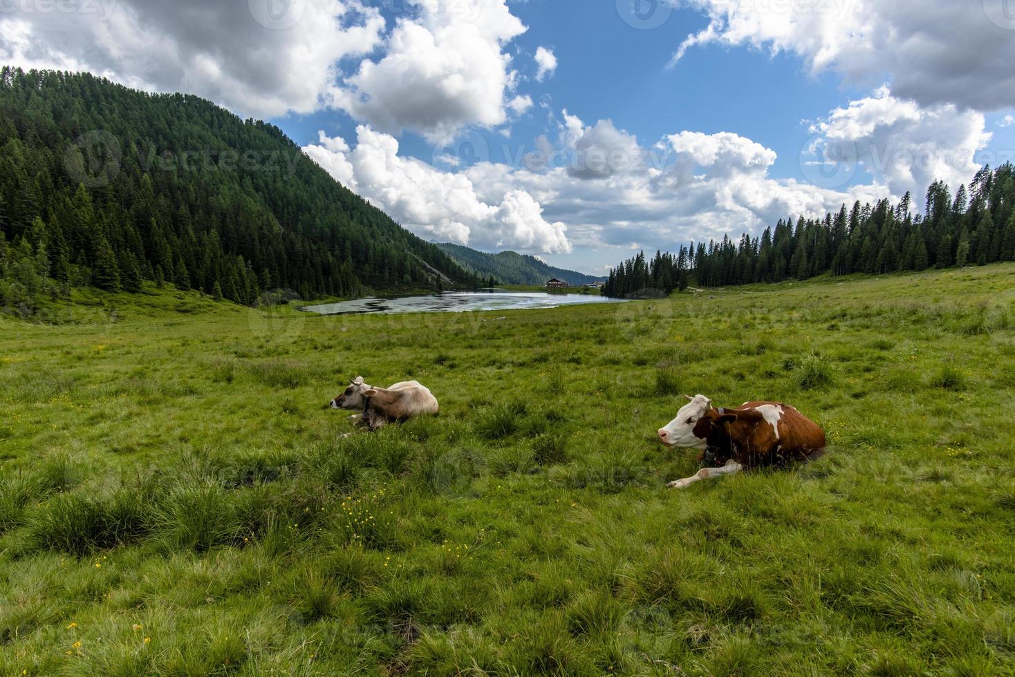 Los dolomitas reflejados en el lago Calaita y pastos con vacas en San Martino di Castrozza, Trento, Italia foto