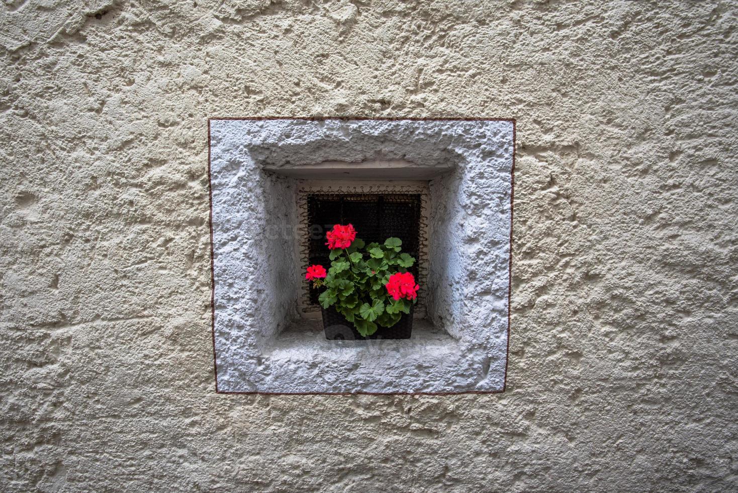 Vase of geraniums on a small square window in San Martino di Castrozza, Trento, Italy photo